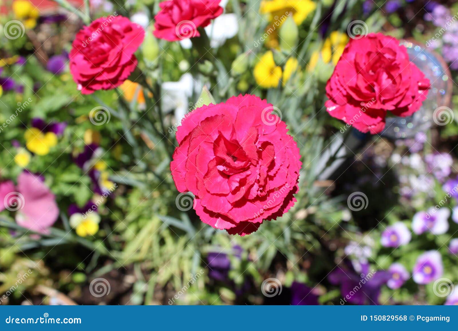 damask rose magnoliophyta close c